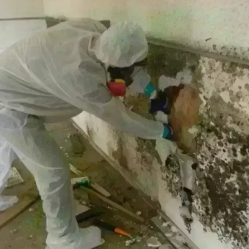 Mold Remediation and Removal in South Kingstown, RI